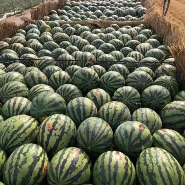 大量供应陕西精品甜王西瓜，有需要的朋友联系。