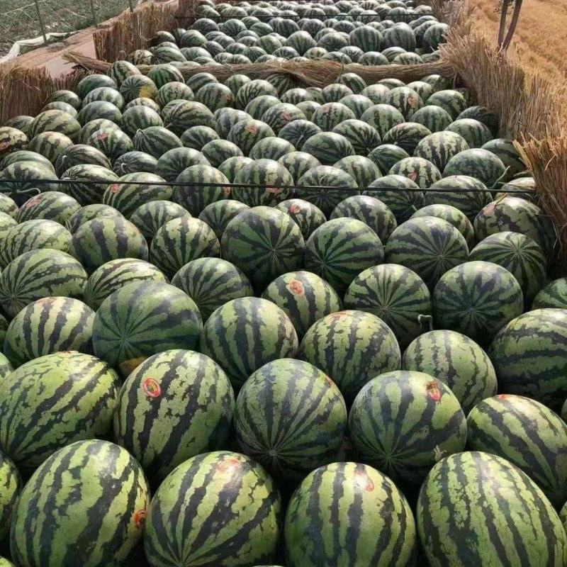 大量供应陕西精品甜王西瓜，有需要的朋友联系。
