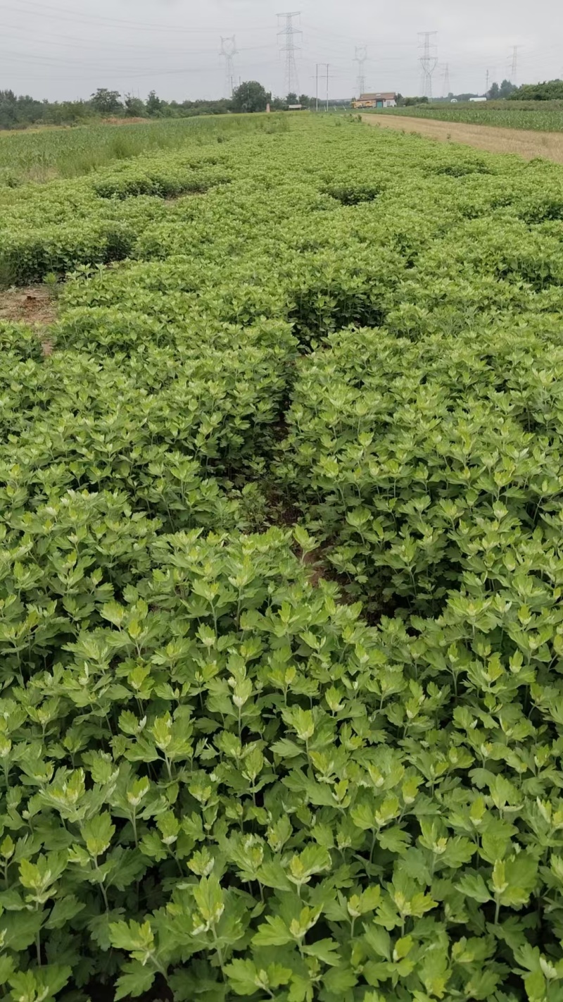 岐黄艾草