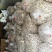 安徽精品切片毛竹笋干产地直销可视频看货