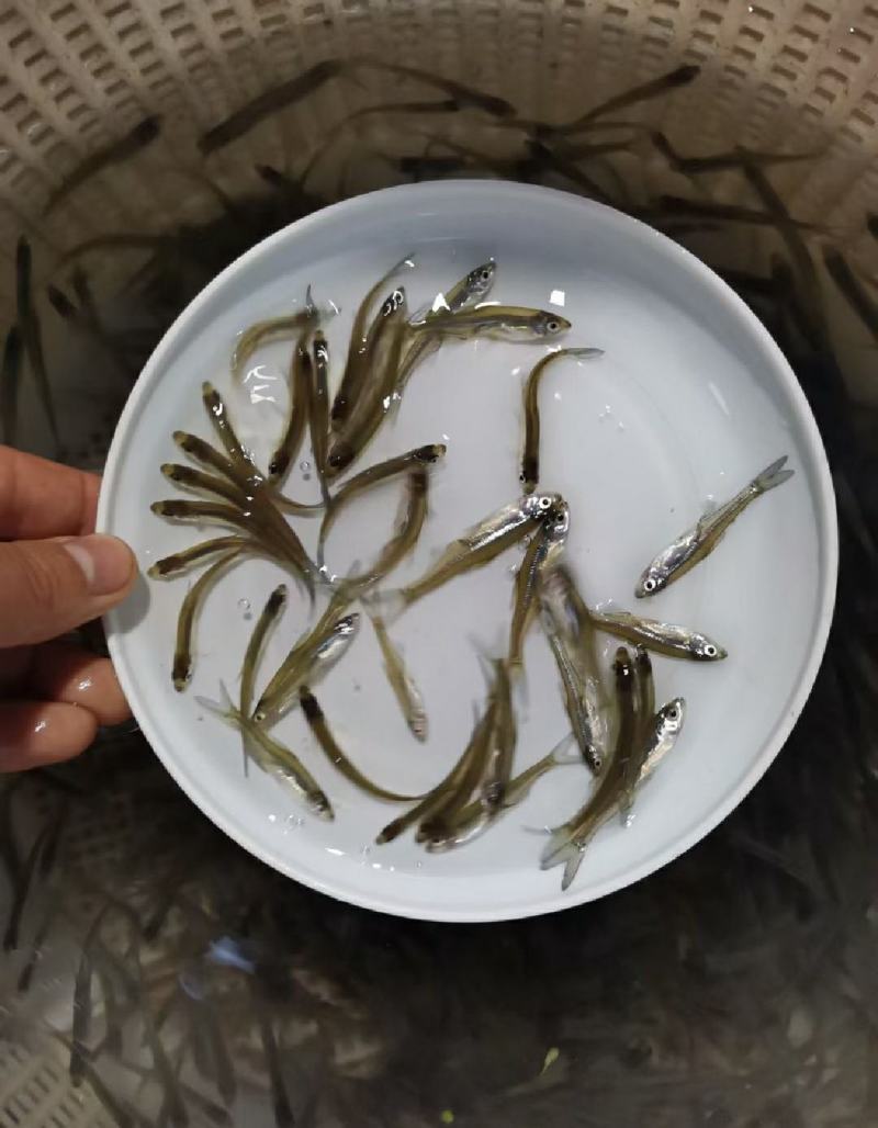 桃花马口鱼苗，规格5厘米左右，渔场直供，良种快大，欢迎采