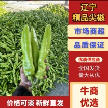 【热卖】辽宁精品尖椒源头基地种植一手货源批发价