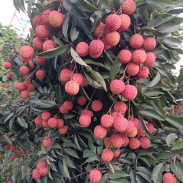 广西灵山龙武桂味荔枝