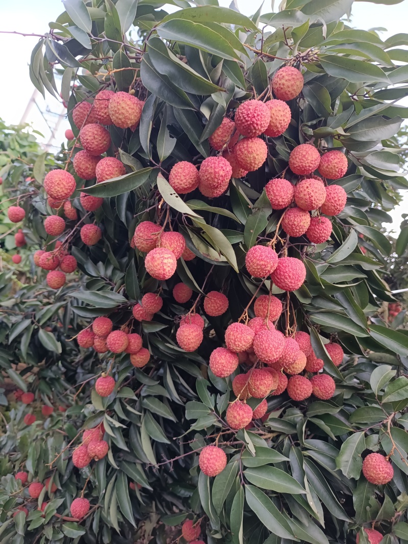 广西灵山龙武桂味荔枝