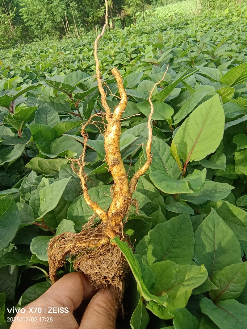 精品训化虎杖苗
