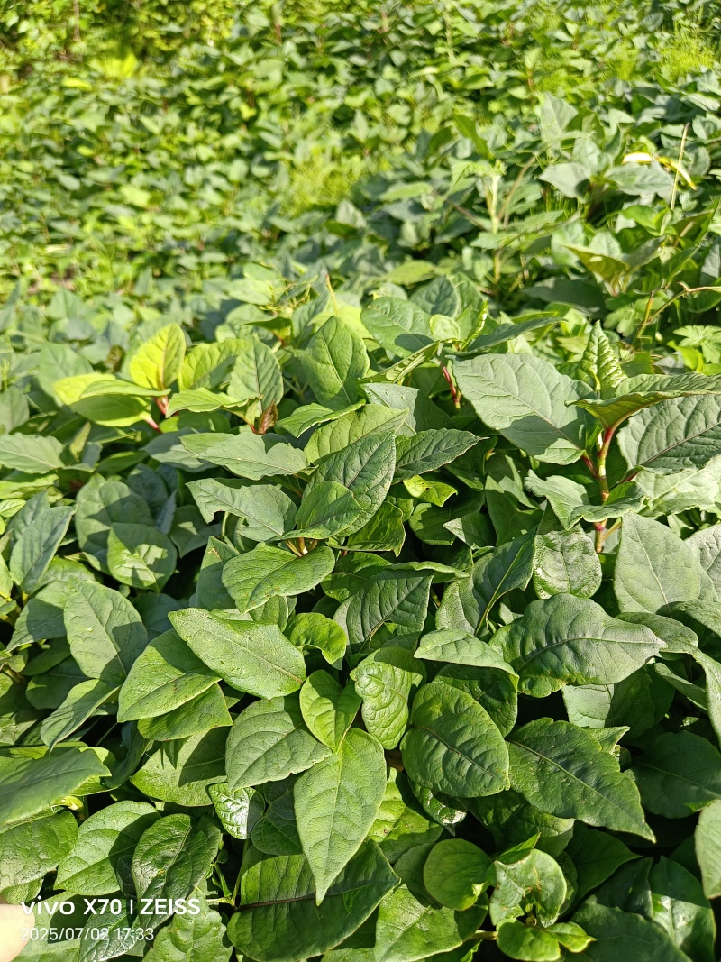 精品训化虎杖苗