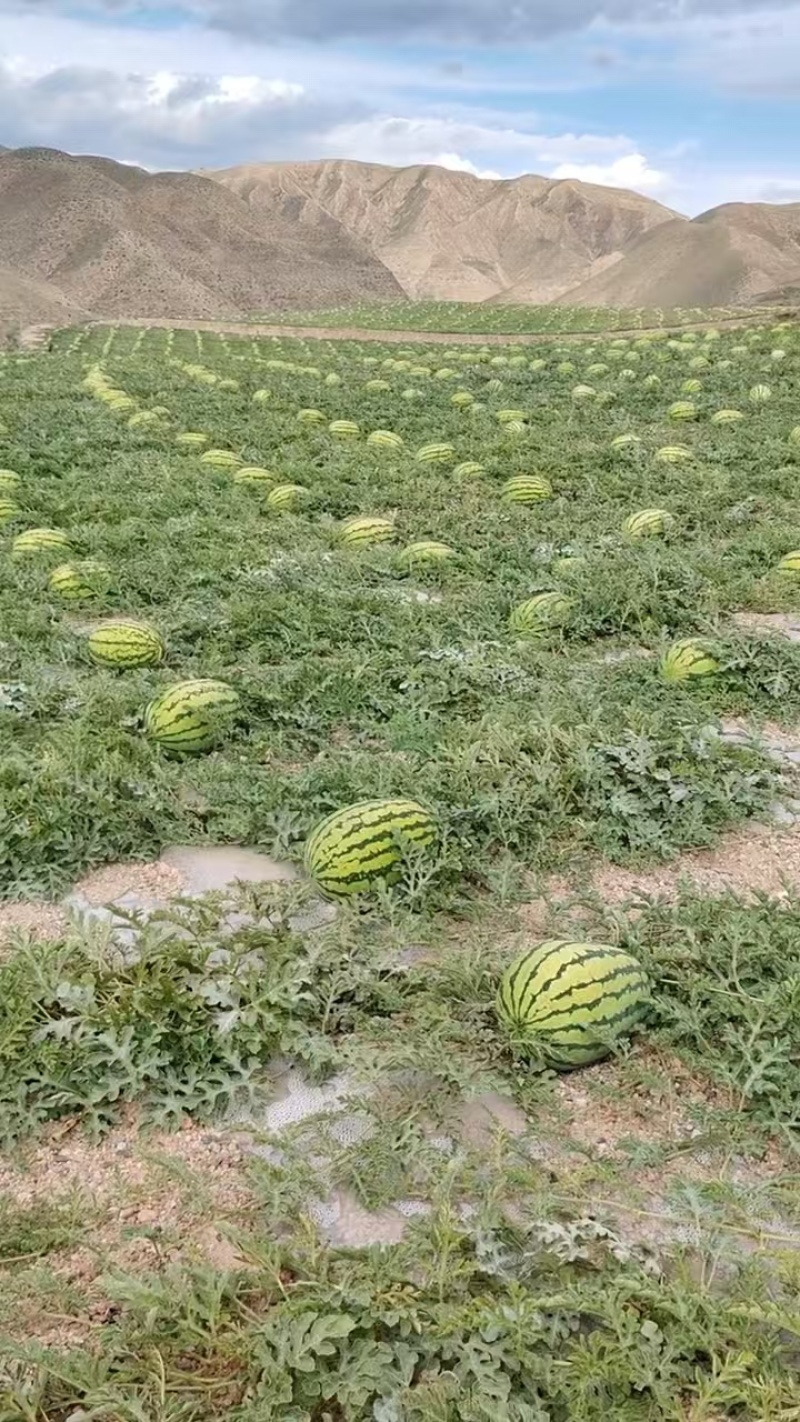 石头缝里硒砂瓜，甘肃产地直发，质量保证，甜度高