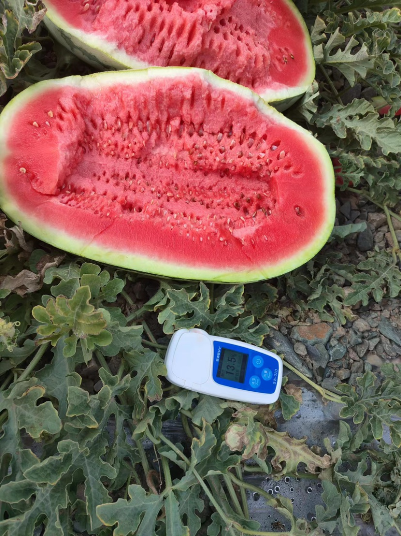 石头缝里硒砂瓜，甘肃产地直发，质量保证，甜度高
