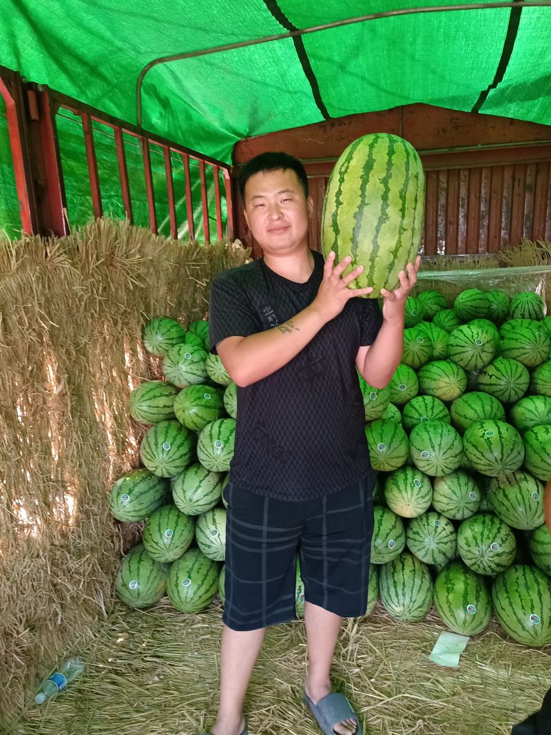 金花六号大量上市中，产地直供，欢迎咨询