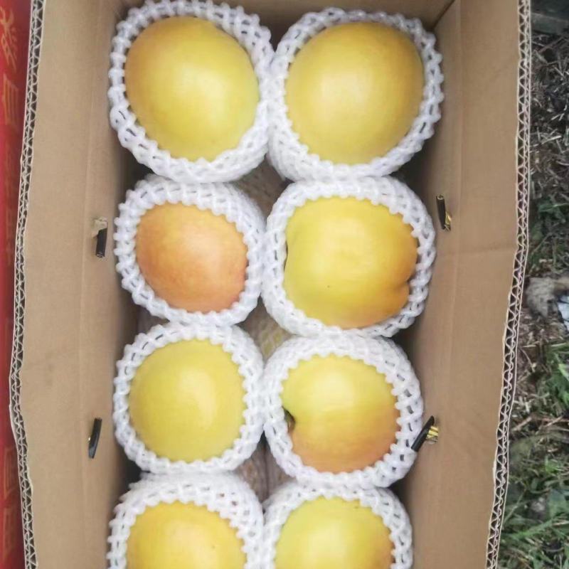 四八黄油桃大量上市