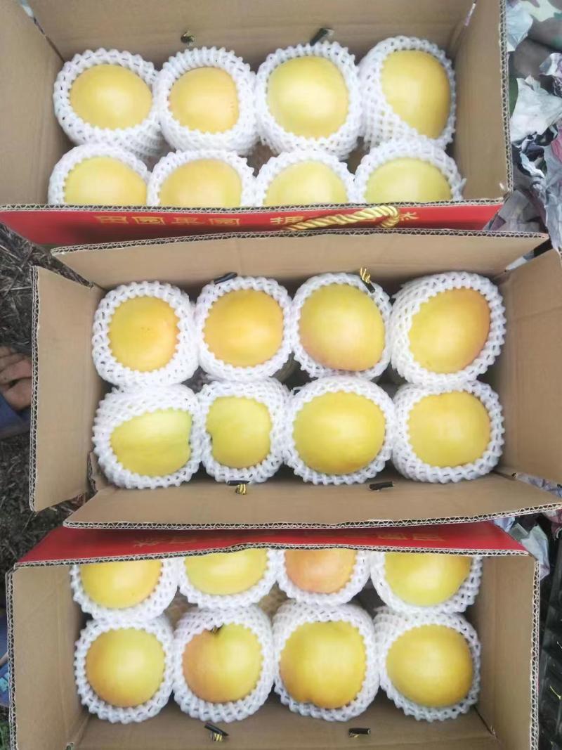 四八黄油桃大量上市