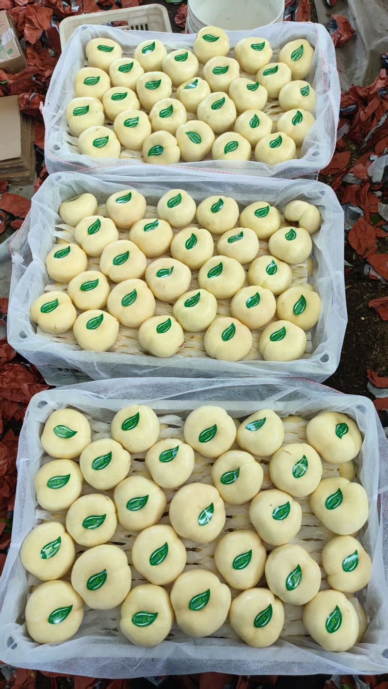 四八黄油桃大量上市