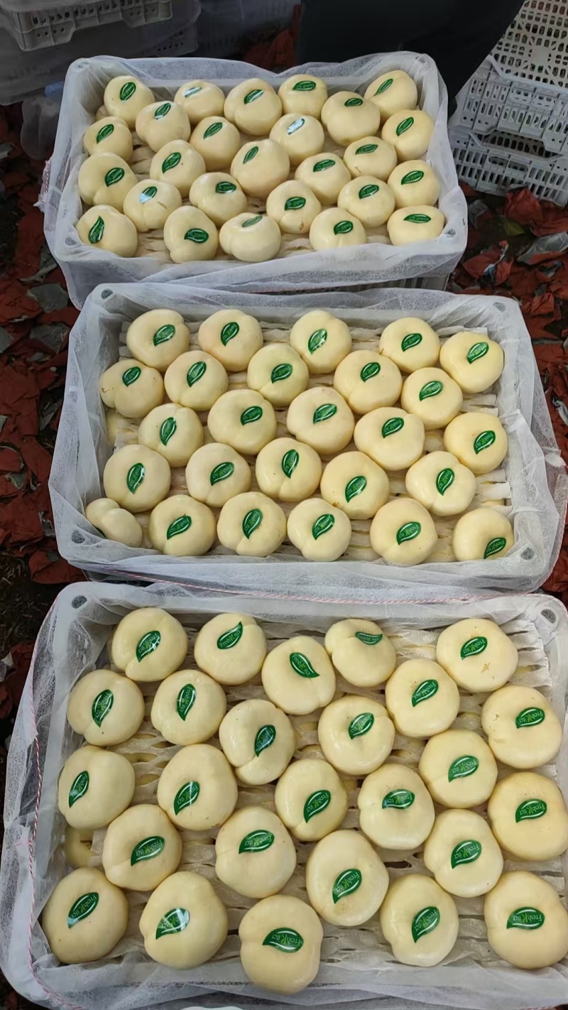 四八黄油桃大量上市