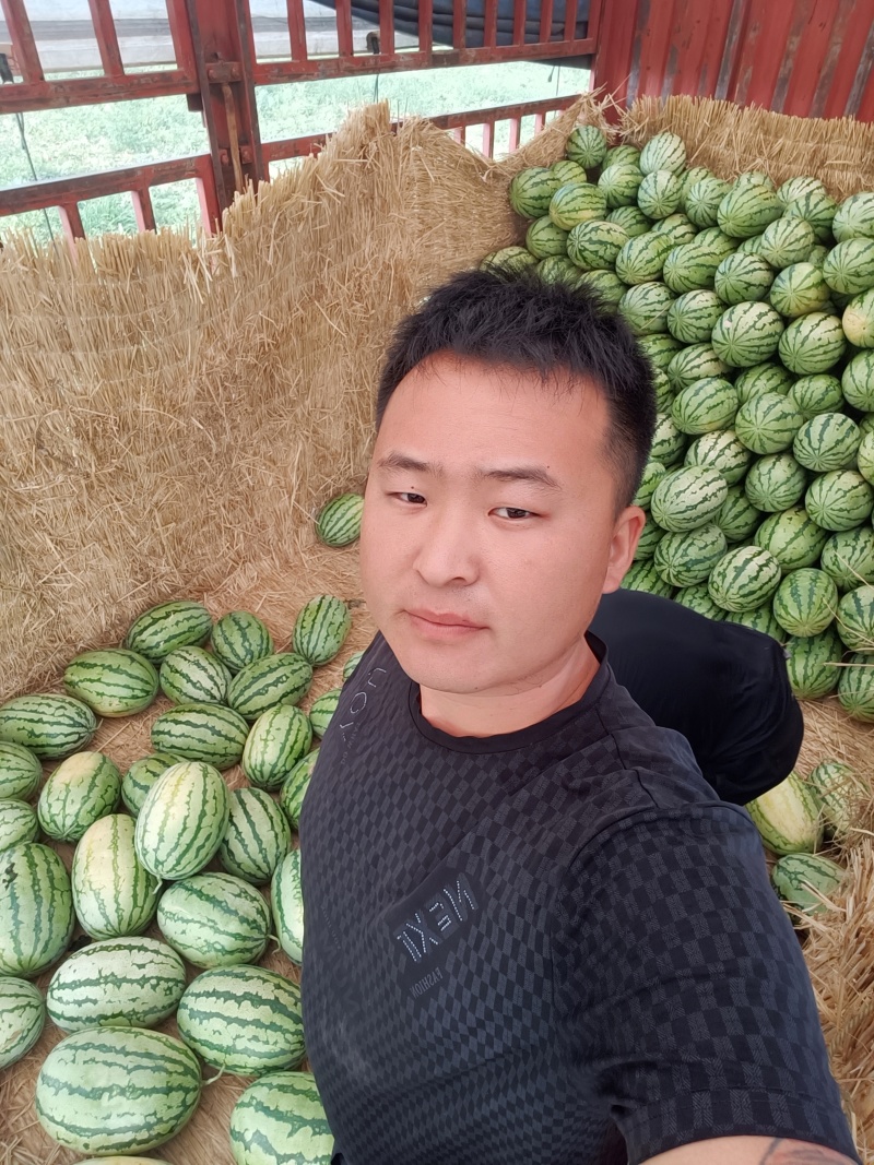 金城五号，大量上市中，产地直供欢迎各位老板咨询