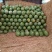 金城五号，大量上市中，产地直供欢迎各位老板咨询