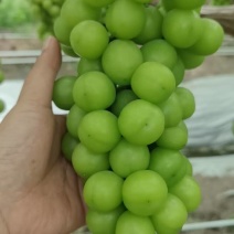 江苏阳光玫瑰大量接单产地直发量大从优欢迎来电咨询