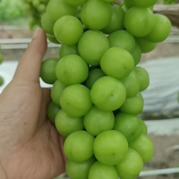 江苏阳光玫瑰大量接单产地直发量大从优欢迎来电咨询