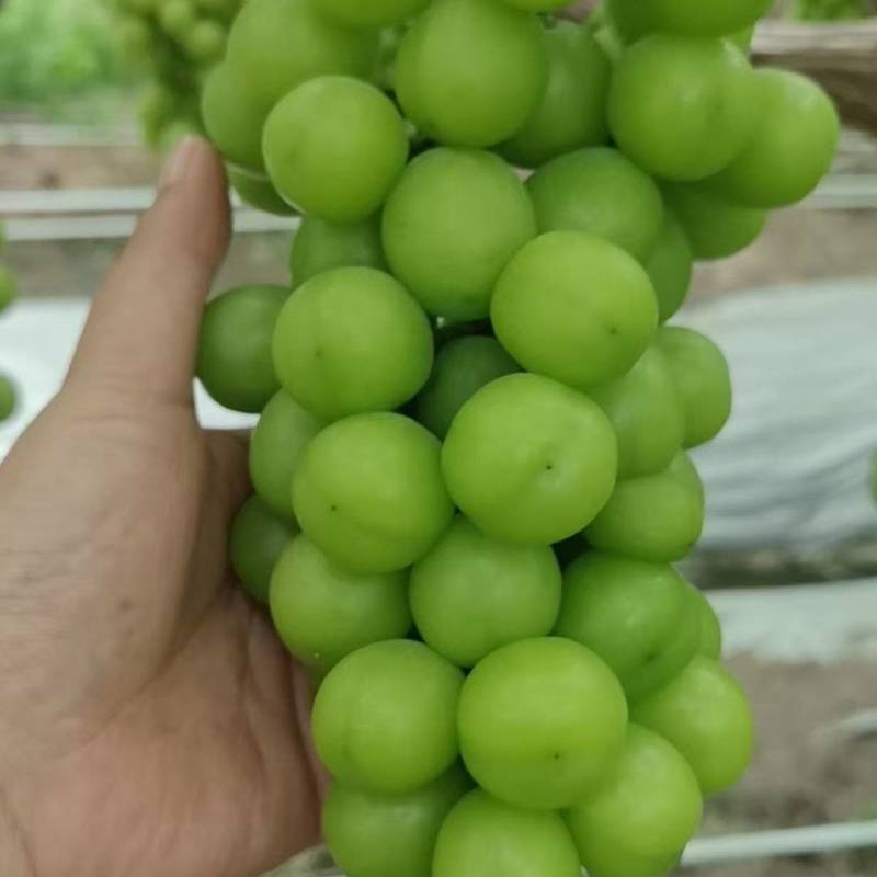 江苏阳光玫瑰大量接单产地直发量大从优欢迎来电咨询