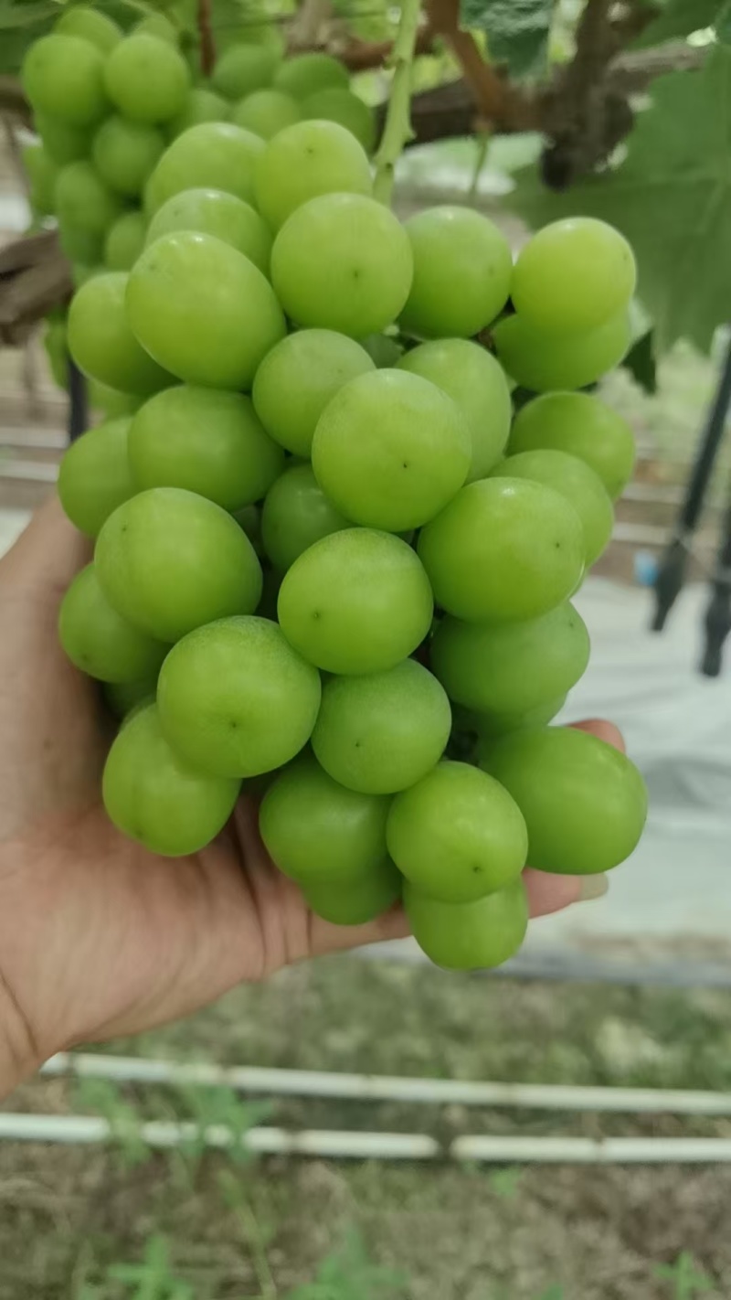 江苏阳光玫瑰大量接单产地直发量大从优欢迎来电咨询