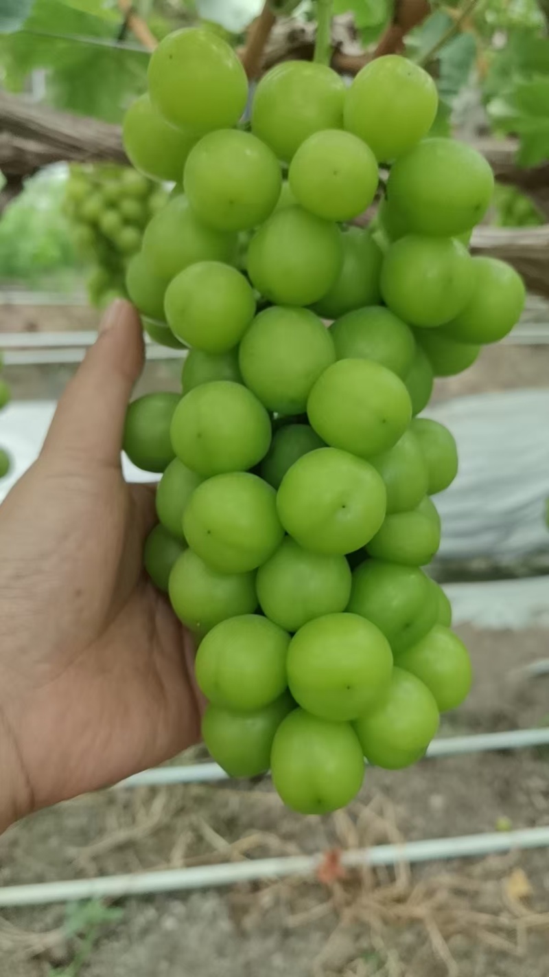 江苏阳光玫瑰大量接单产地直发量大从优欢迎来电咨询