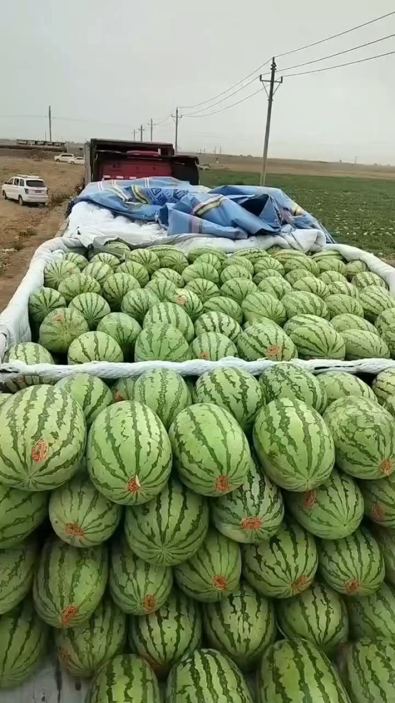 金花1号鲜摘装车1茬瓜旱沙地西瓜