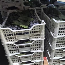 江苏巨峰葡萄大量供应产地直发量大从优欢迎来电