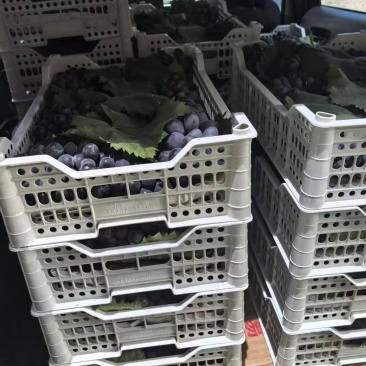 巨峰葡萄大量供应产地直发量大从优欢迎来电
