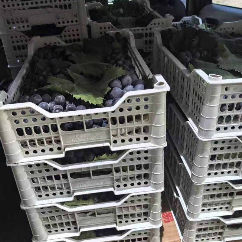 巨峰葡萄大量供应产地直发量大从优欢迎来电