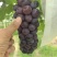 巨峰葡萄大量供应产地直发量大从优欢迎来电