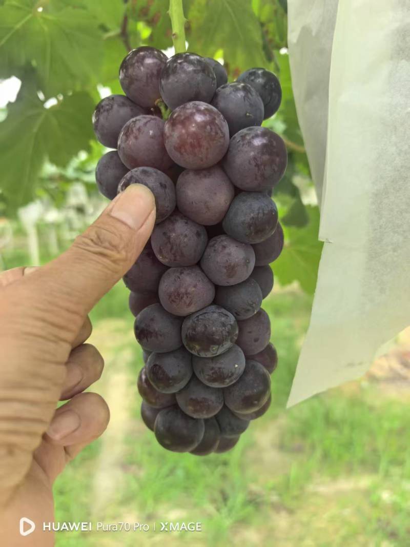 巨峰葡萄大量供应产地直发量大从优欢迎来电