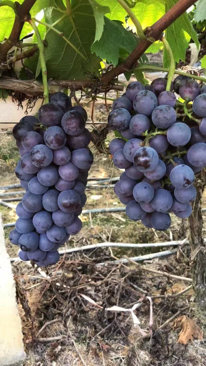 巨峰葡萄大量供应产地直发量大从优欢迎来电