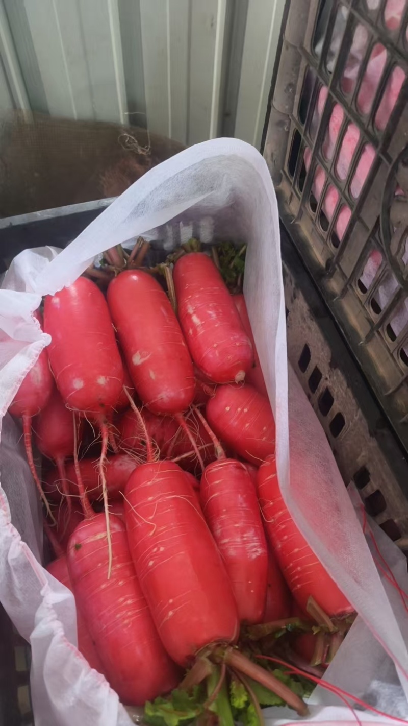 精品红皮萝卜支持市场平台