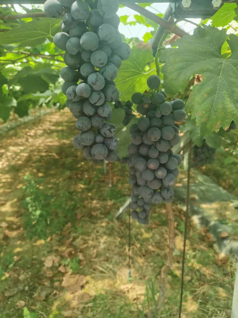 夏黑葡萄大量上市货源充足保质保量诚信合作欢迎来电
