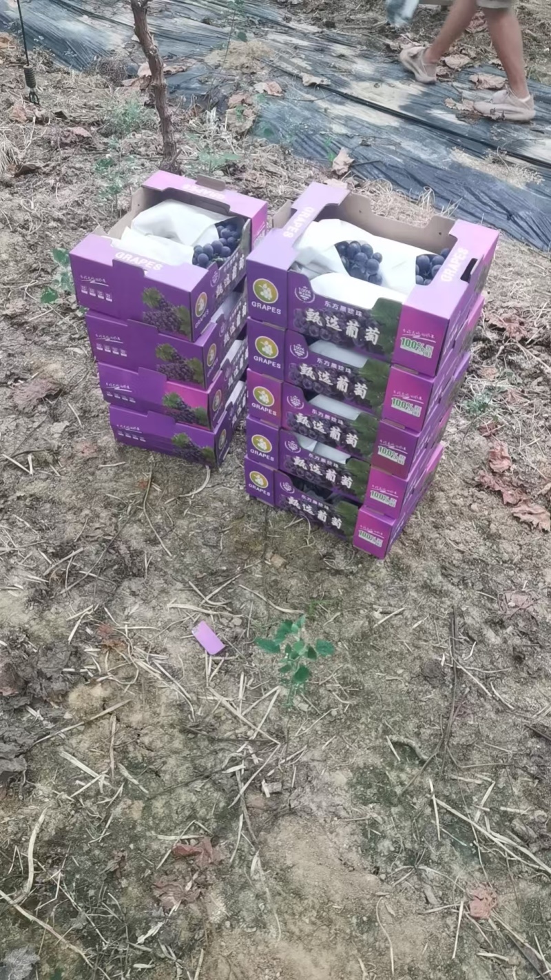 夏黑葡萄大量上市货源充足保质保量诚信合作欢迎来电