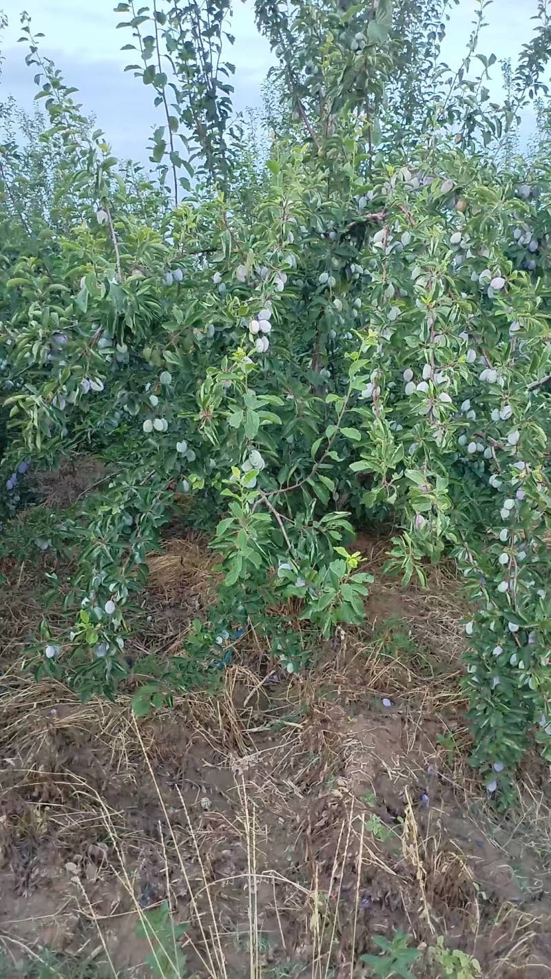 河南焦作地区西梅30000斤，找采购商