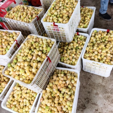 大菇茑果