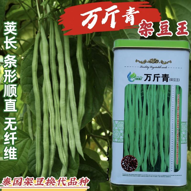 改良万斤青架豆王种子升级泰国无筋豆种籽抗黄枯萎病四季豆