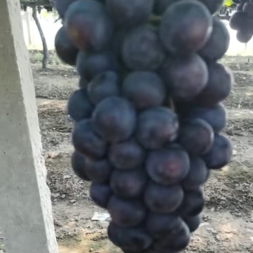 夏黑大量上市