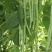 改良万斤青架豆王种子升级泰国无筋豆种籽抗黄枯萎病四季豆