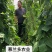 改良万斤青架豆王种子升级泰国无筋豆种籽抗黄枯萎病四季豆