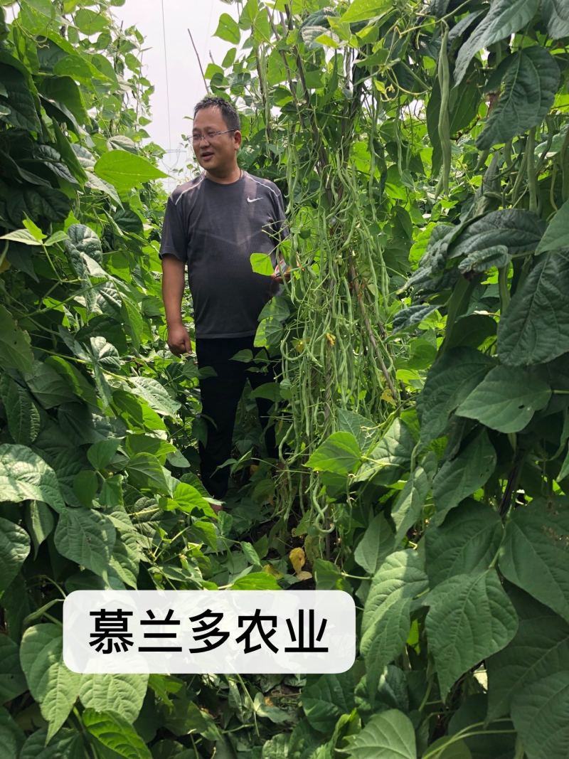 改良万斤青架豆王种子升级泰国无筋豆种籽抗黄枯萎病四季豆