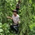 改良万斤青架豆王种子升级泰国无筋豆种籽抗黄枯萎病四季豆