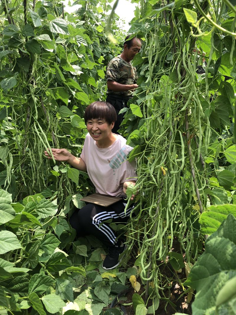 改良万斤青架豆王种子升级泰国无筋豆种籽抗黄枯萎病四季豆