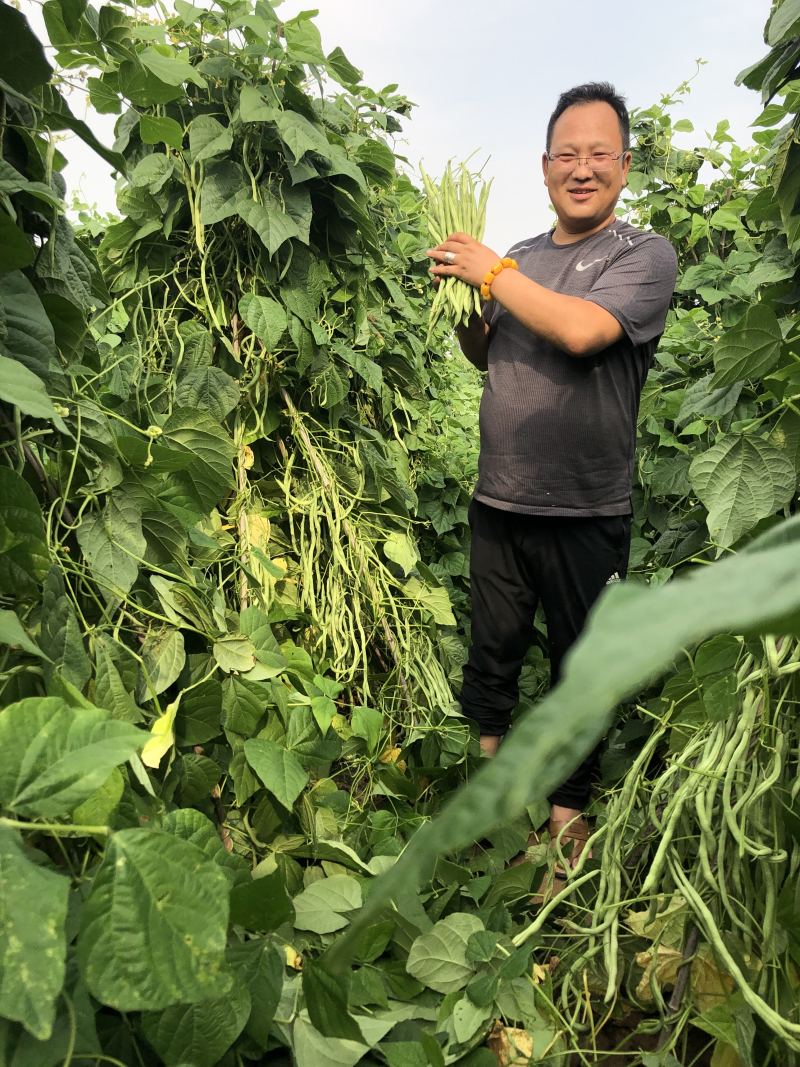 改良万斤青架豆王种子升级泰国无筋豆种籽抗黄枯萎病四季豆