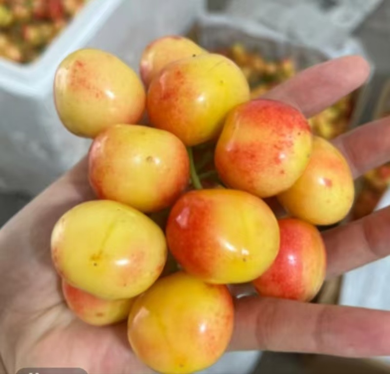 大连旅顺樱桃