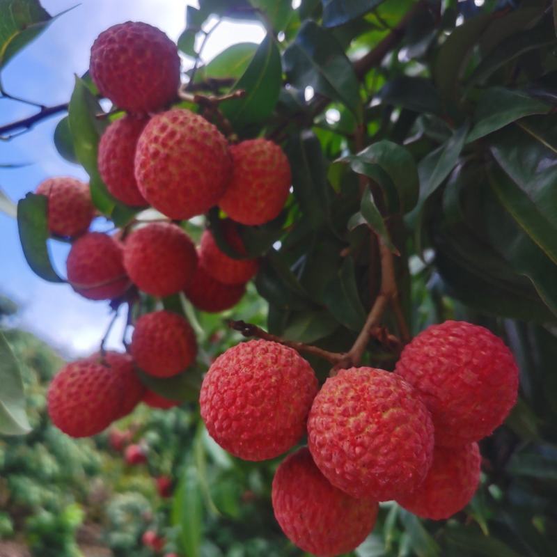 清甜爽口，仙进奉荔枝