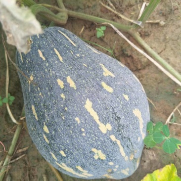 广西香芋大量供货啦，一手货源，场地直销，诚信代办，，