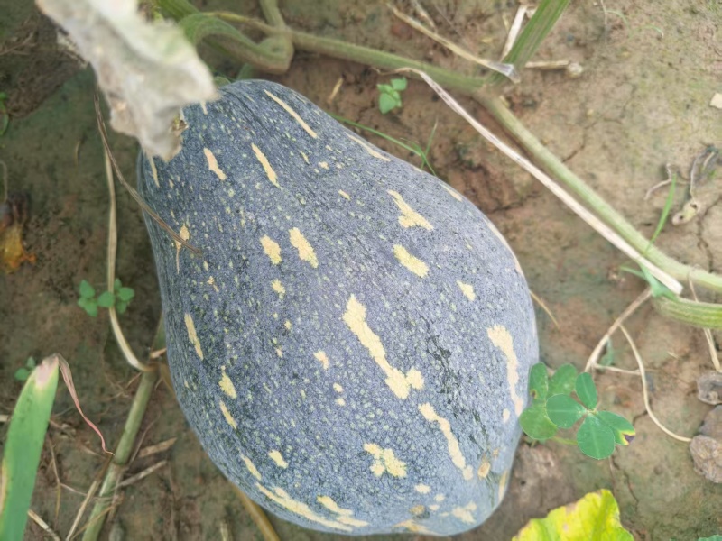 广西香芋大量供货啦，一手货源，场地直销，诚信代办，，