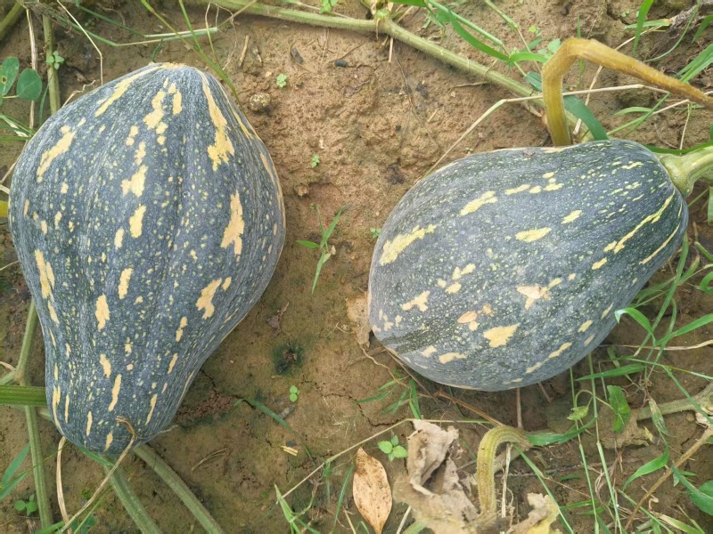 广西香芋大量供货啦，一手货源，场地直销，诚信代办，，