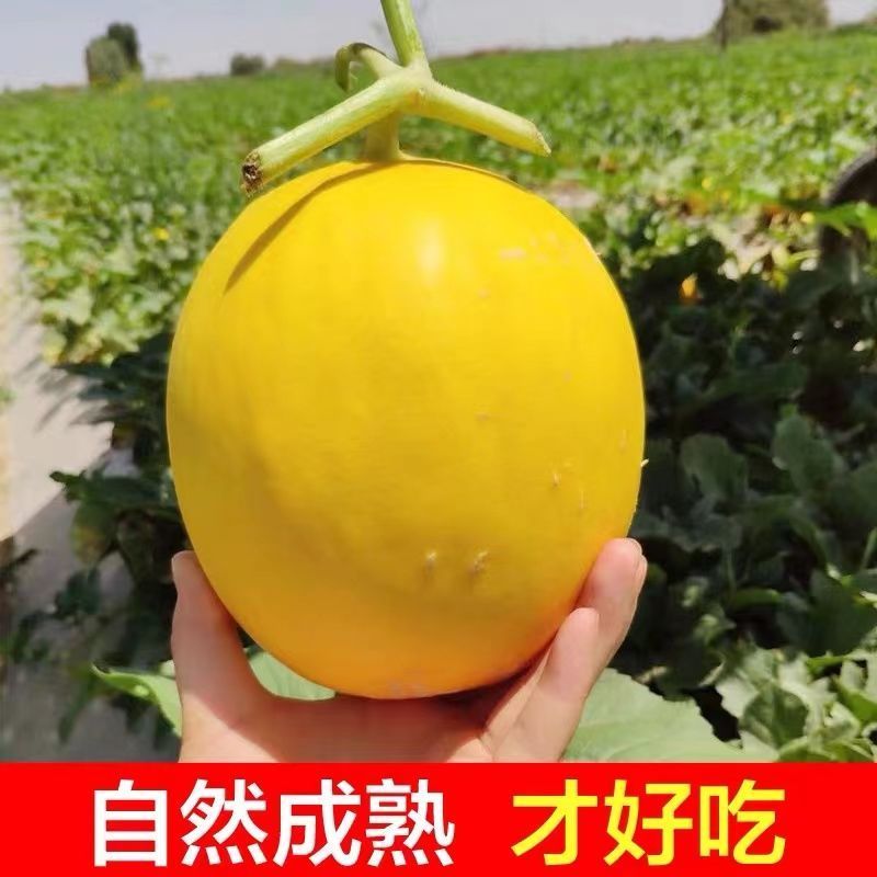 甘肃红金宝蜜瓜产地直发，品质保证，量大从优，欢迎选购